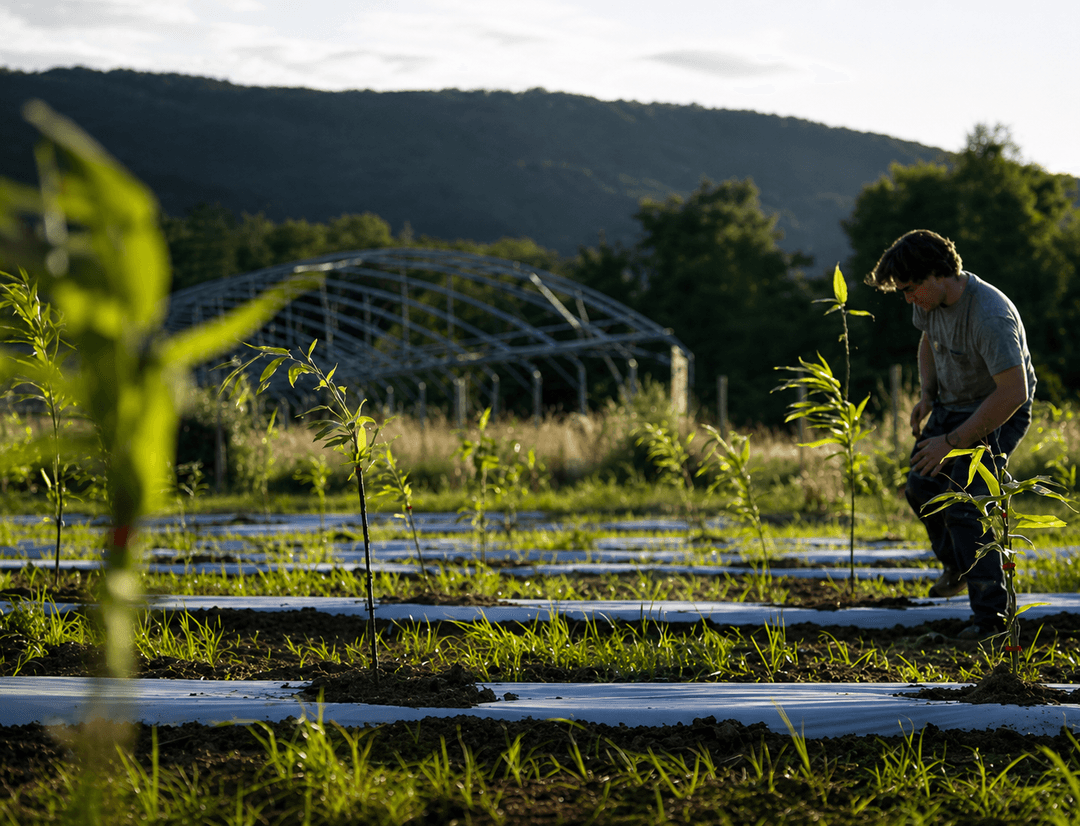 Plantation de bambou